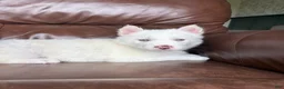 Siberian Husky dogs for sale: Sean - Ad 6