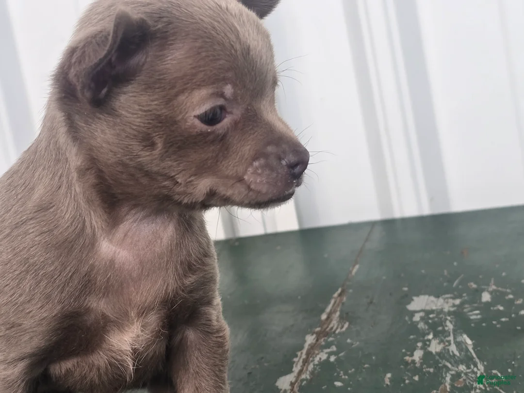Chihuahua dogs for sale: Chihuahua Puppy 3 - Ad 2