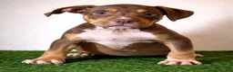 American Bully dogs for sale: "CIARA" CHOC TRI - Ad 1