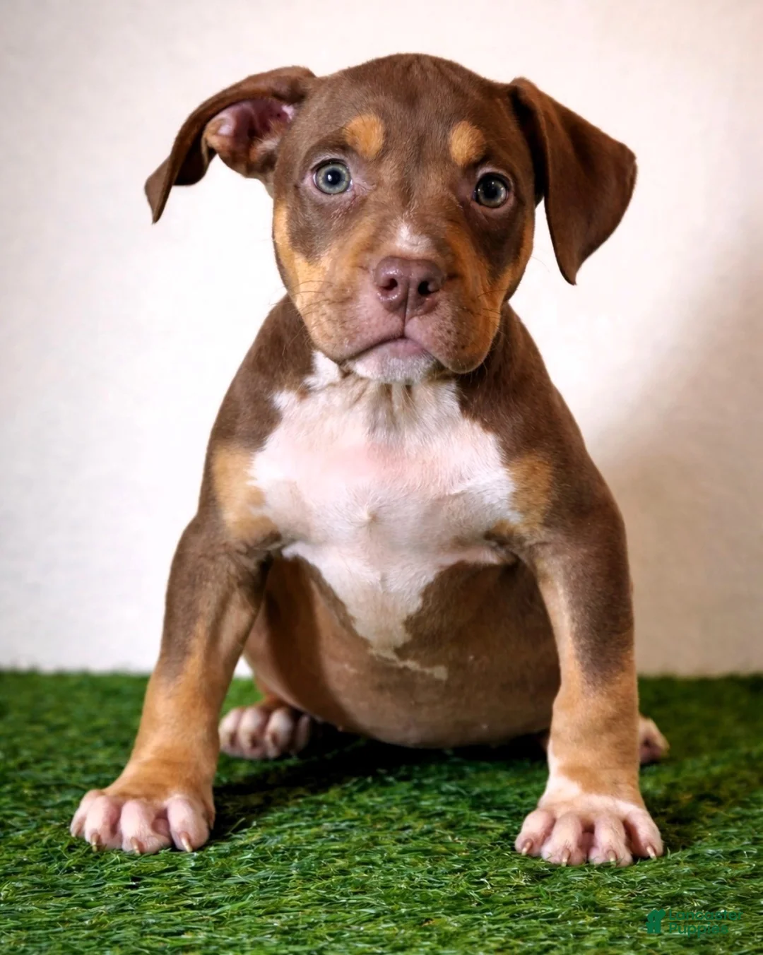 American Bully dogs for sale: "CIARA" CHOC TRI - Ad 1
