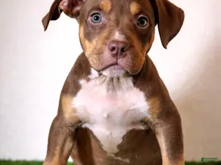 American Bully dogs "CIARA" CHOC TRI - Ad 26