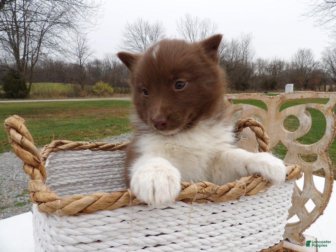 Gallery Image {{count}}