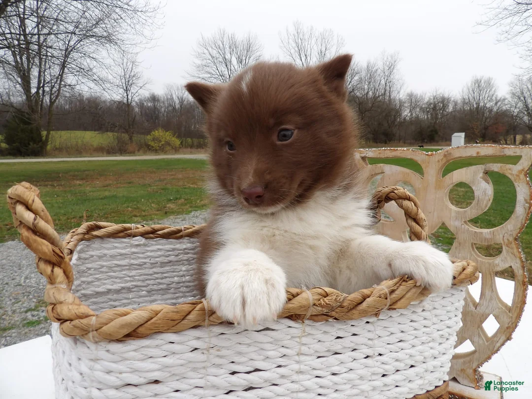 Gallery Image {{count}}