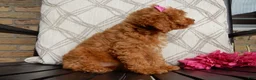 Cavapoo dogs for sale: Bubbles - Ad 3