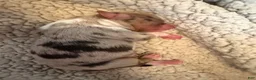 Australian Shepherd dogs for sale: Tex - Ad 4