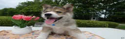 Welsh Corgi Pembroke dogs for sale: Puppy 2 Kody - Ad 2