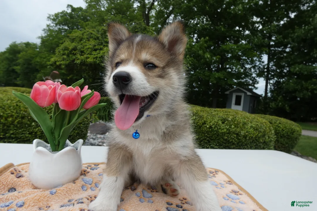 Welsh Corgi Pembroke dogs for sale: Puppy 2 Kody - Ad 2