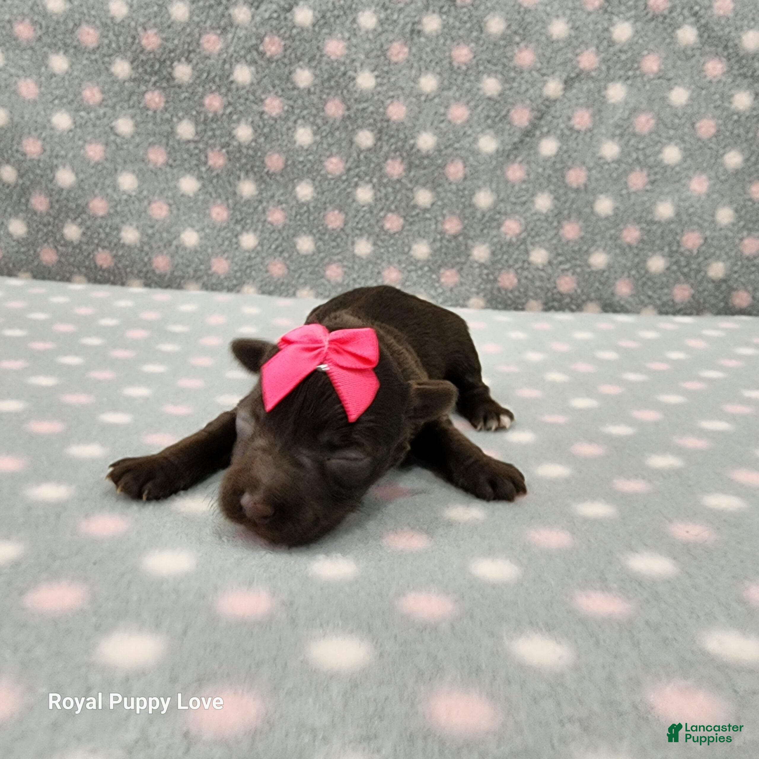Miniature Schnauzer dogs Brielle - Ad 30