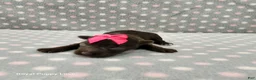 Miniature Schnauzer dogs for sale: Brielle - Ad 1