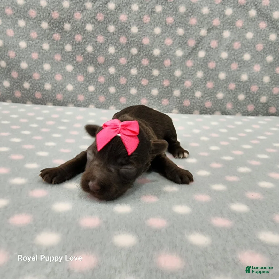 Miniature Schnauzer dogs for sale: Brielle - Ad 1
