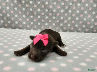 Miniature Schnauzer dogs Brielle - Ad 30