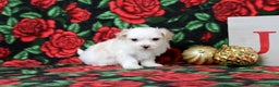 Maltipoo dogs for sale: Isaiah - Ad 3