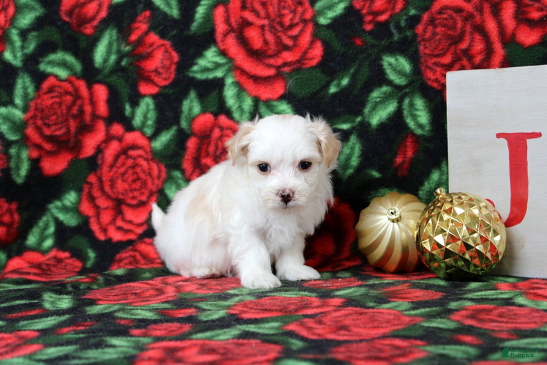Maltipoo dogs for sale: Isaiah - Ad 3