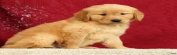Golden Retriever dogs for sale: Andre - Ad 5