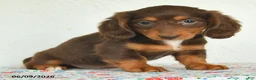 Miniature Dachshund dogs for sale: Kiki - Ad 4