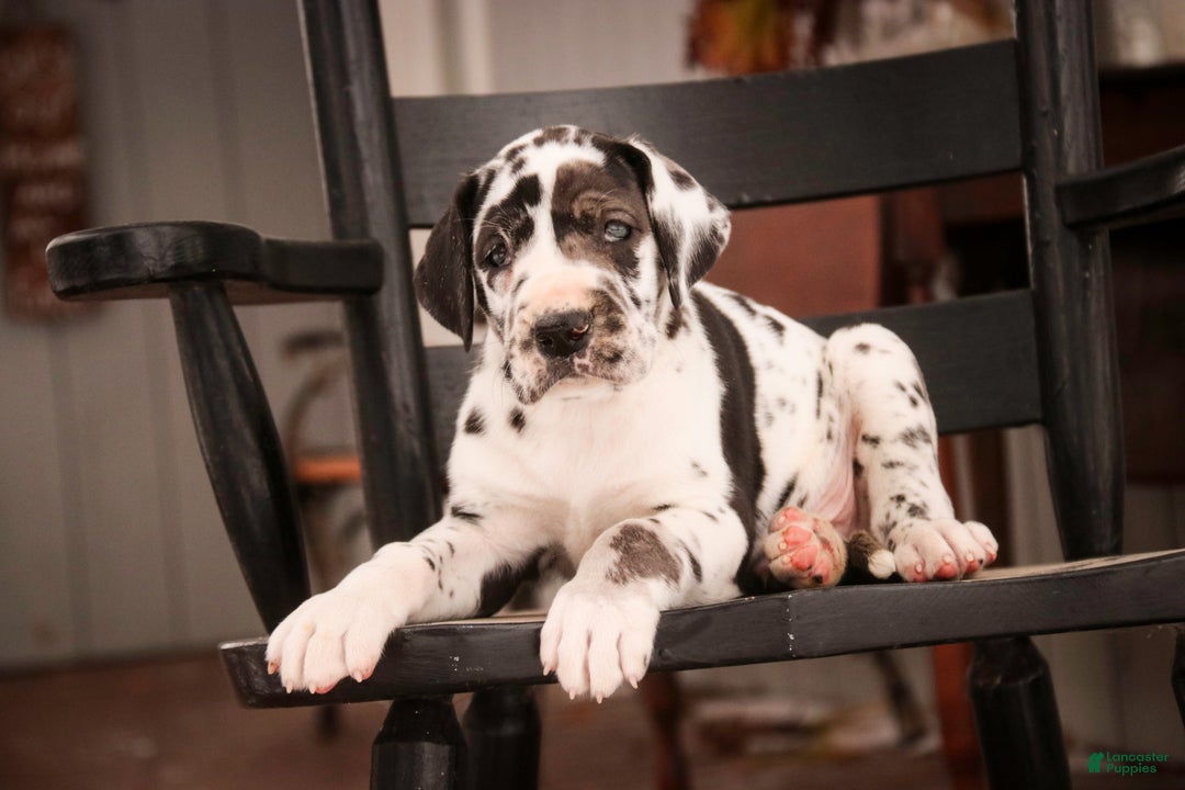 Great Dane dogs for sale: Gordon - Ad 12