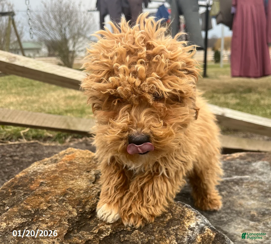 Bichpoo dogs for sale: Mason - Ad 5