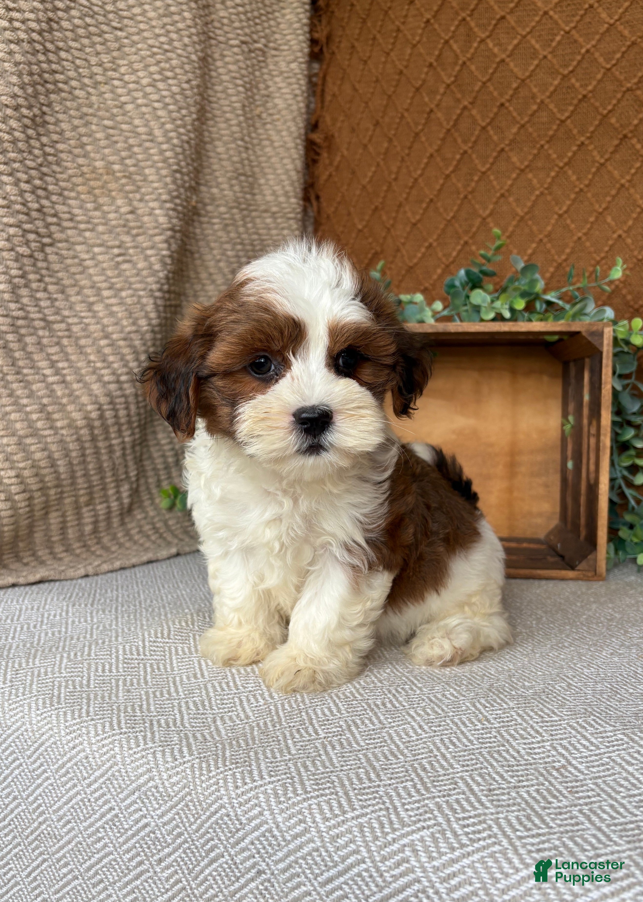 Havanese dogs Cocoa  - Ad 1