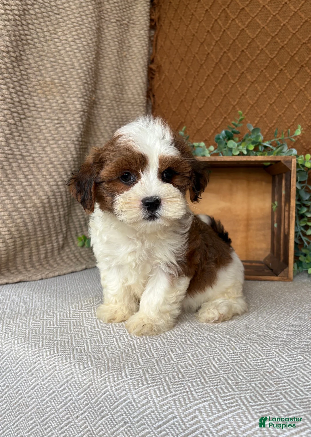 Havanese dogs for sale: Cocoa  - Ad 1