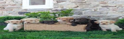 Labrador Retriever dogs for sale: Toby  - Ad 5