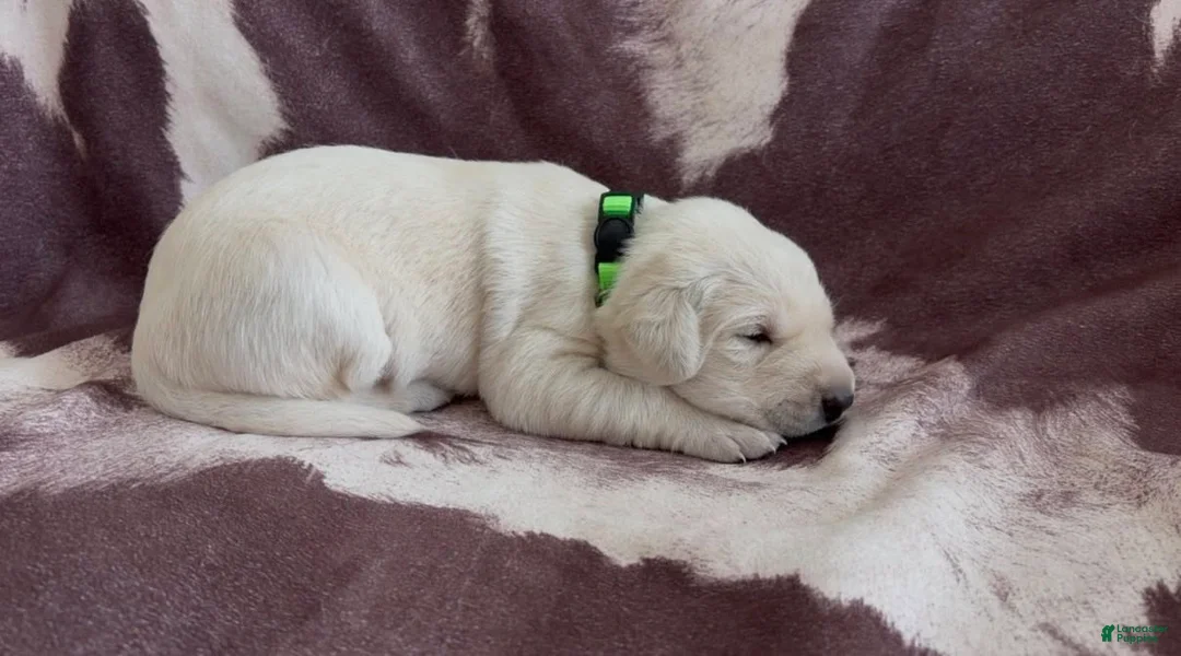 Labrador Retriever dogs for sale: Luna - Ad 1