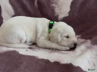 Labrador Retriever dogs for sale: Luna - Ad 3