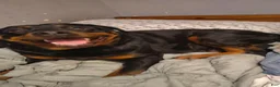 Rottweiler dogs for sale: Rottweiler 3 - Ad 2