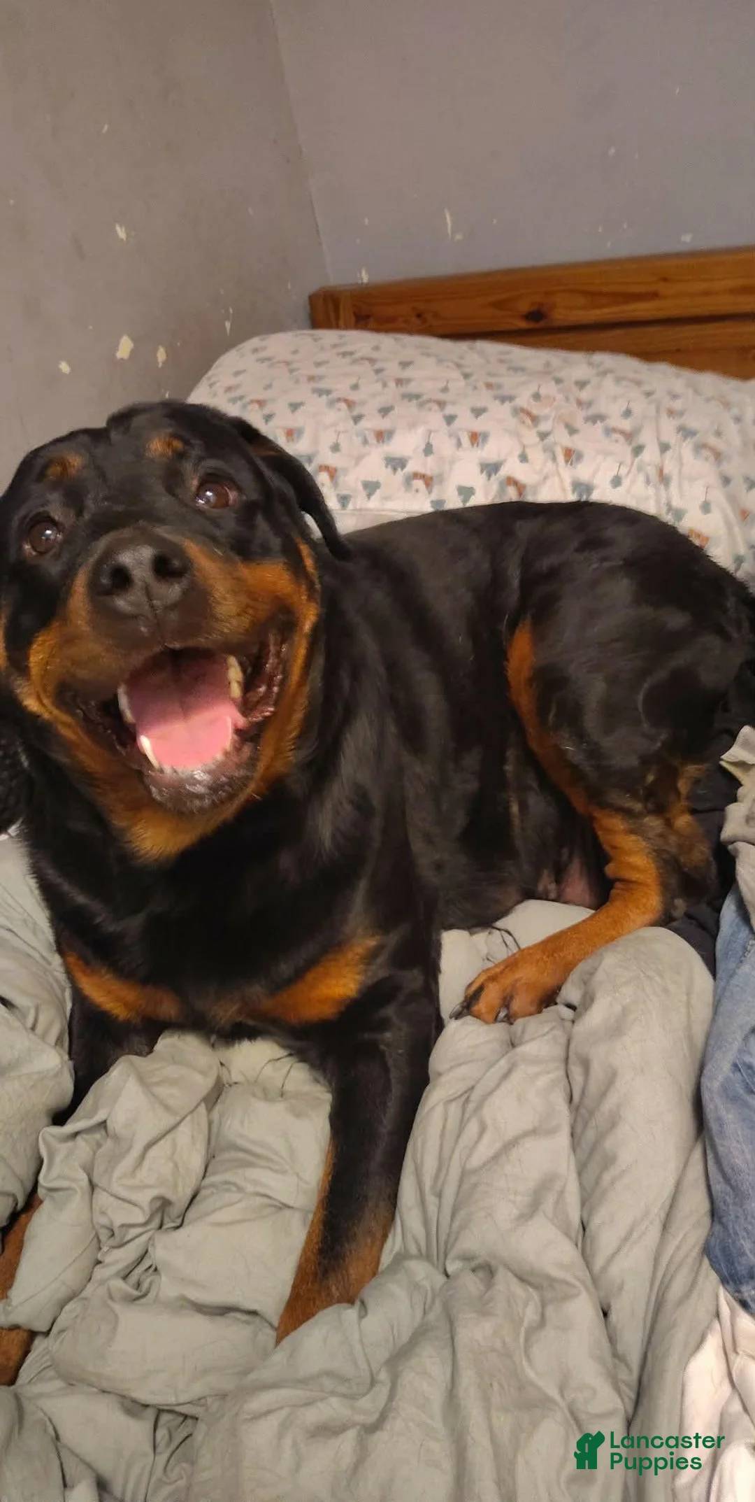 Rottweiler dogs for sale: Rottweiler 3 - Ad 2