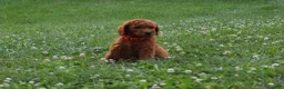Standard Poodle dogs for sale: Bruno moyen - Ad 5