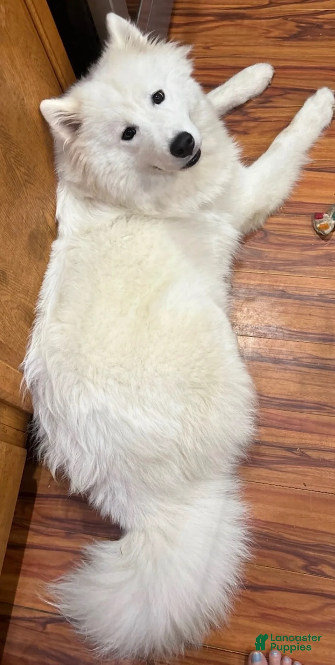 Samoyed dogs for sale: Samoyed Puppy 5 - Ad 2