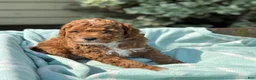 Toy Poodle dogs for sale: Pepsi - Ad 4