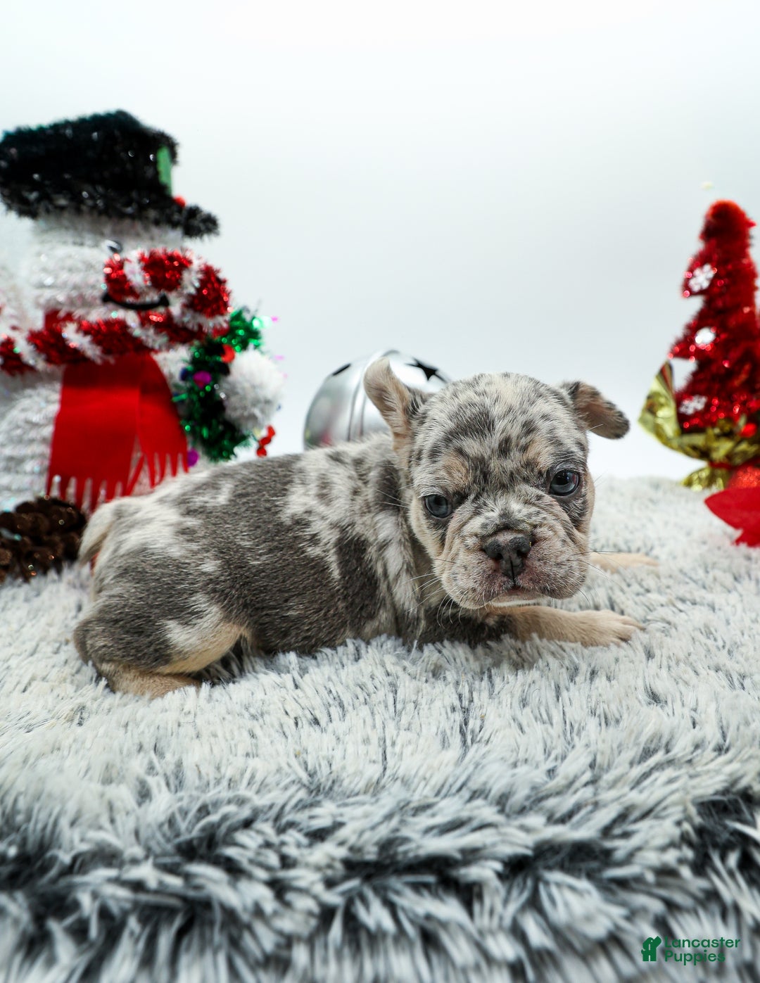 French Bulldog dogs for sale: Draco - Ad 5