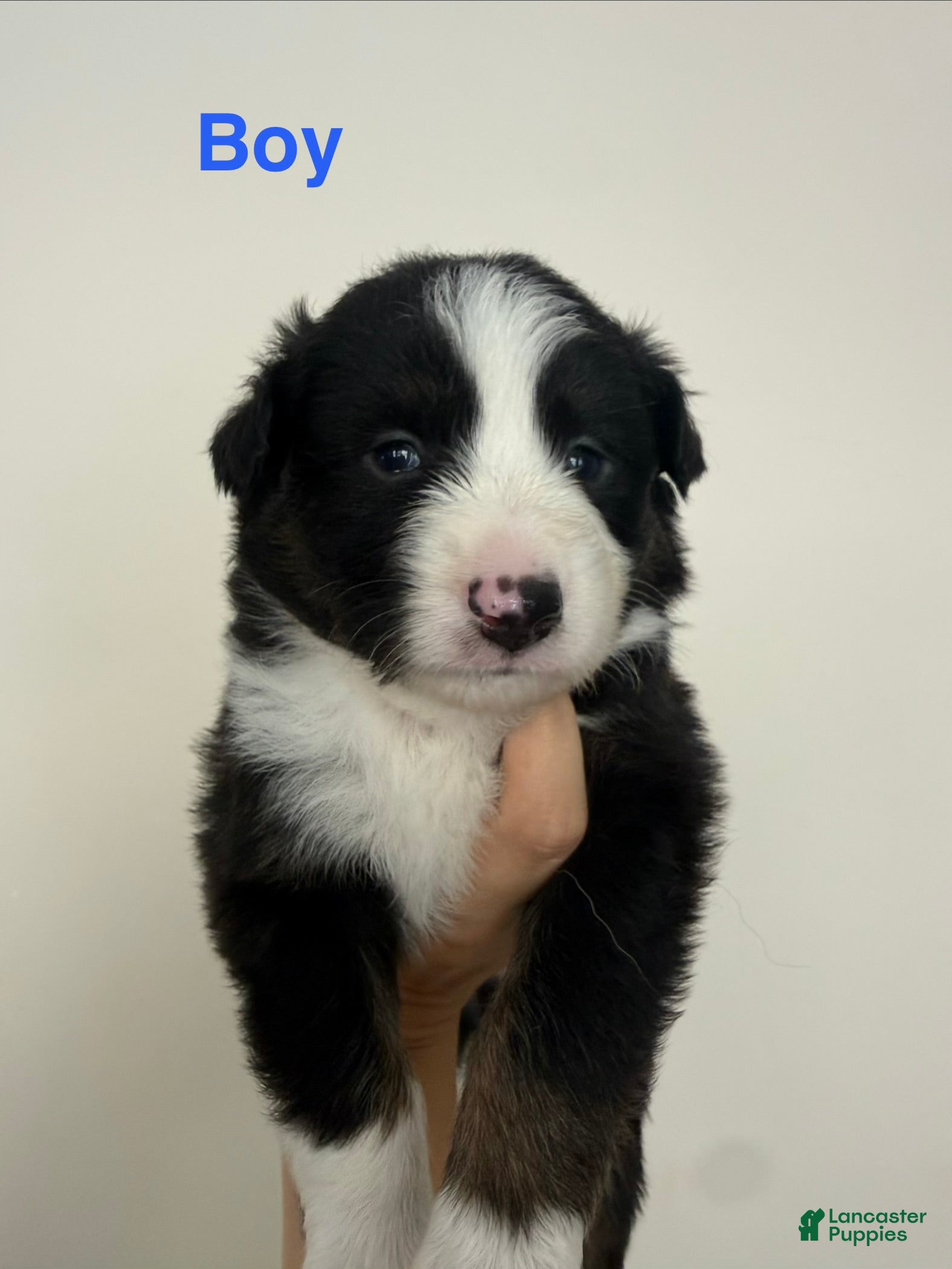 Australian Shepherd dogs Australian Shepherd 5 - Ad 21