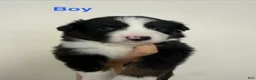 Australian Shepherd dogs for sale: Australian Shepherd 5 - Ad 1