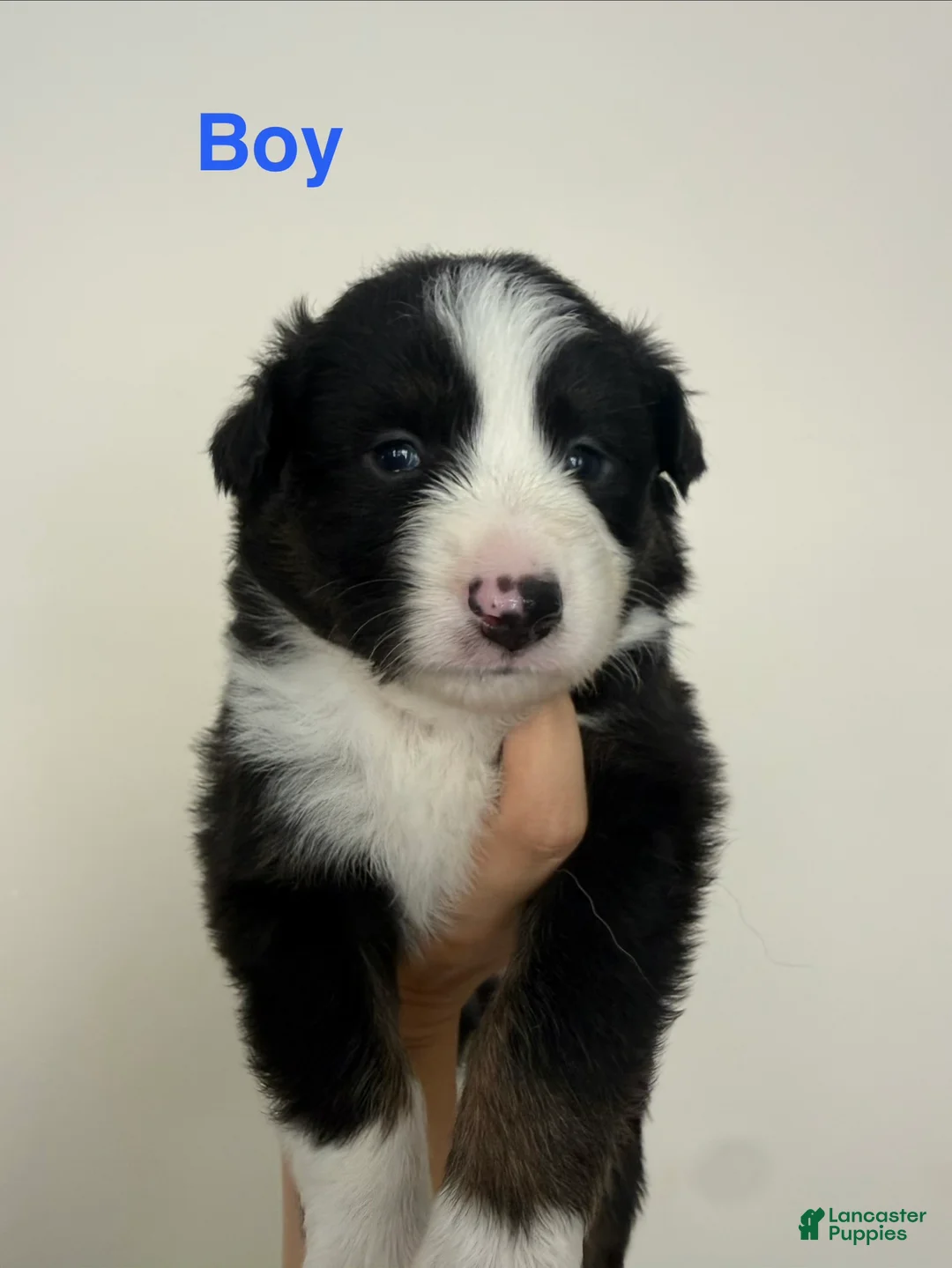 Australian Shepherd dogs for sale: Australian Shepherd 5 - Ad 1