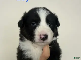 Australian Shepherd dogs Australian Shepherd 5 - Ad 21
