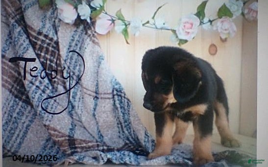 Mixed Breed dogs Teddy - Ad 1