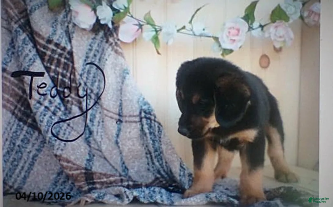 Mixed Breed dogs for sale: Teddy - Ad 2