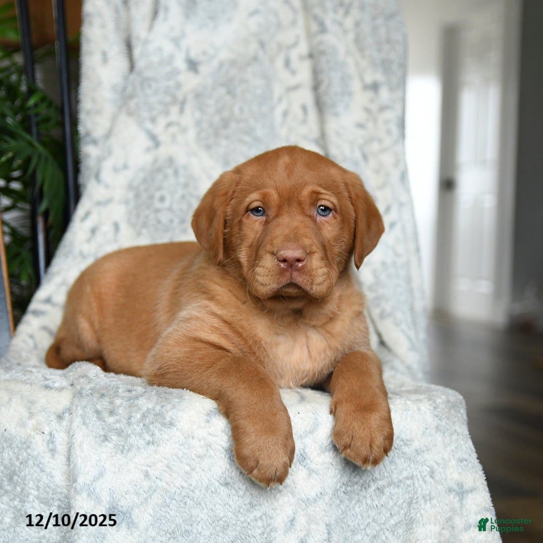 Labrador Retriever dogs for sale: Barley - Ad 1