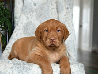 Labrador Retriever dogs Barley - Ad 5