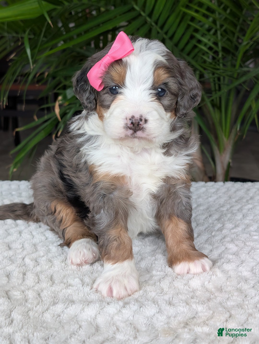 Mini Bernedoodle dogs for sale: Mini Emmie  - Ad 2