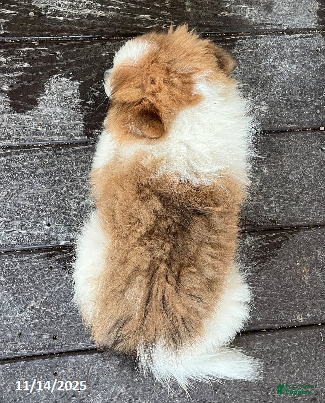 Pomeranian dogs for sale: Surprise Package - Ad 3