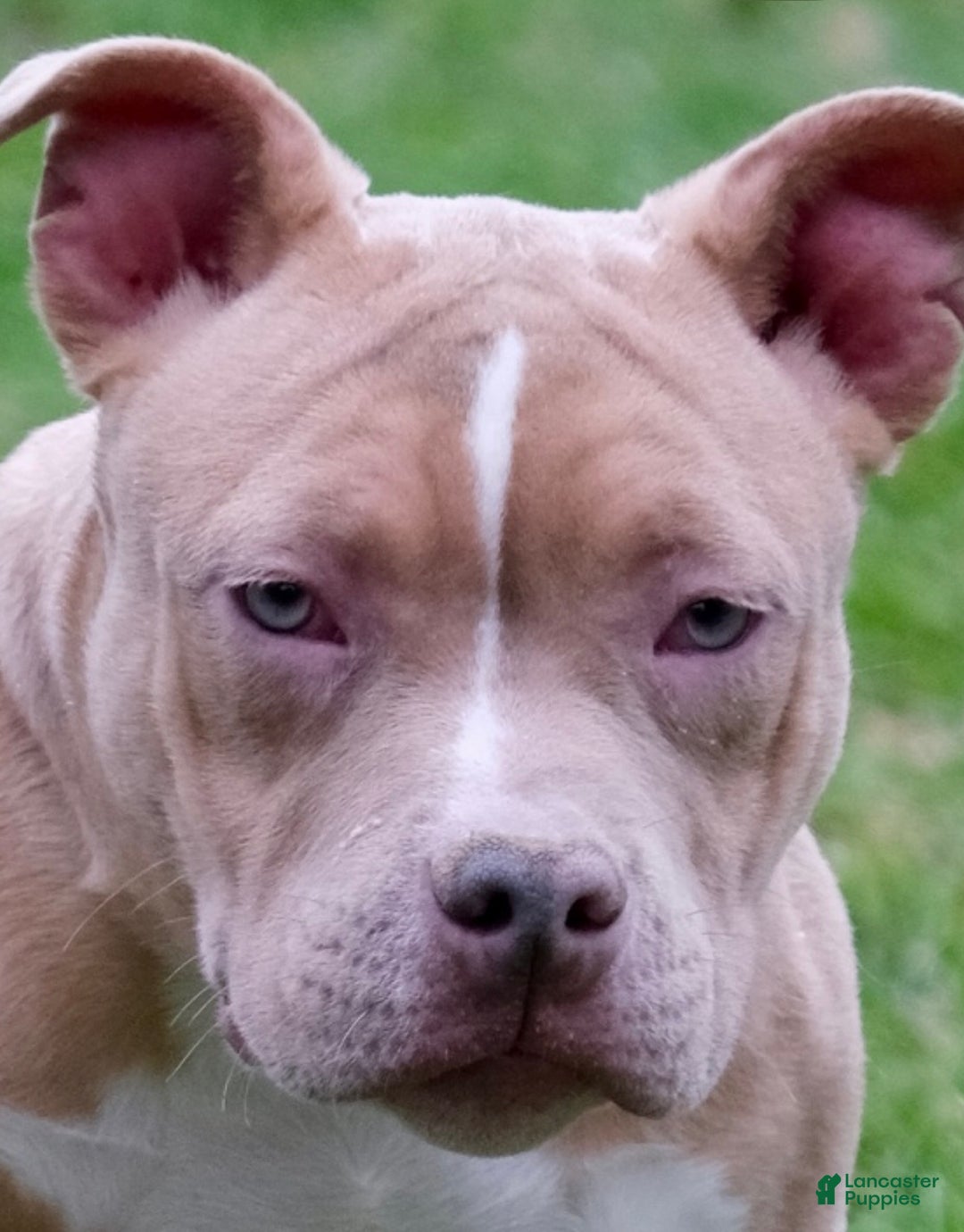 American Bully dogs for sale: Juno - Ad 1