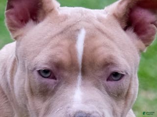 American Bully dogs Juno - Ad 30