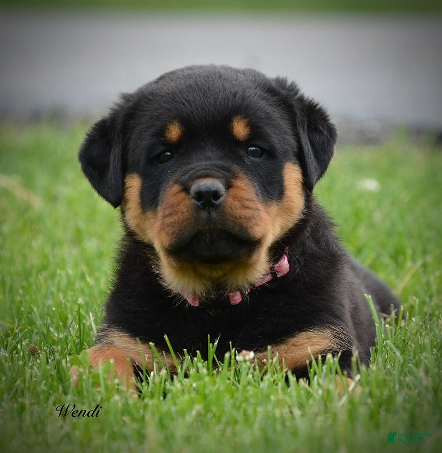 Rottweiler dogs Wendi - Ad 2