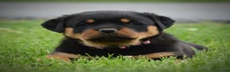 Rottweiler dogs for sale: Wendi - Ad 2