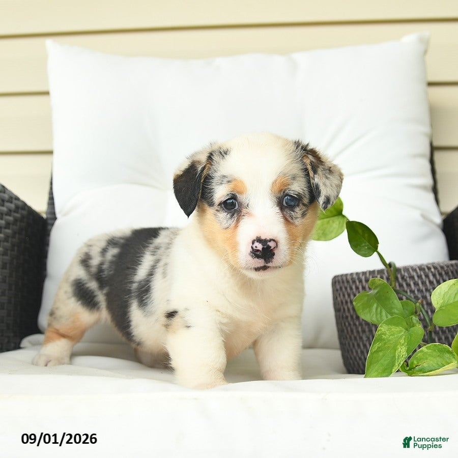 Welsh Corgi Pembroke dogs Beauty  - Ad 2
