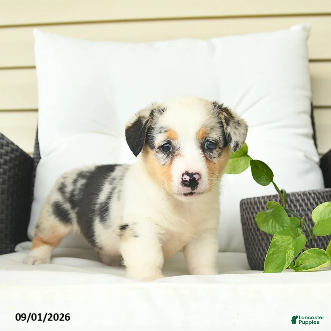 Welsh Corgi Pembroke dogs for sale: Beauty  - Ad 2