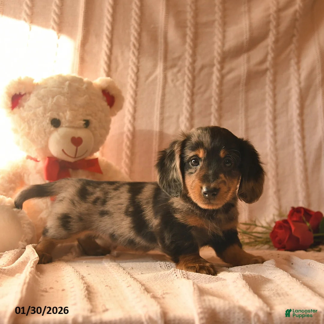 Miniature Dachshund dogs for sale: Jasper  - Ad 4