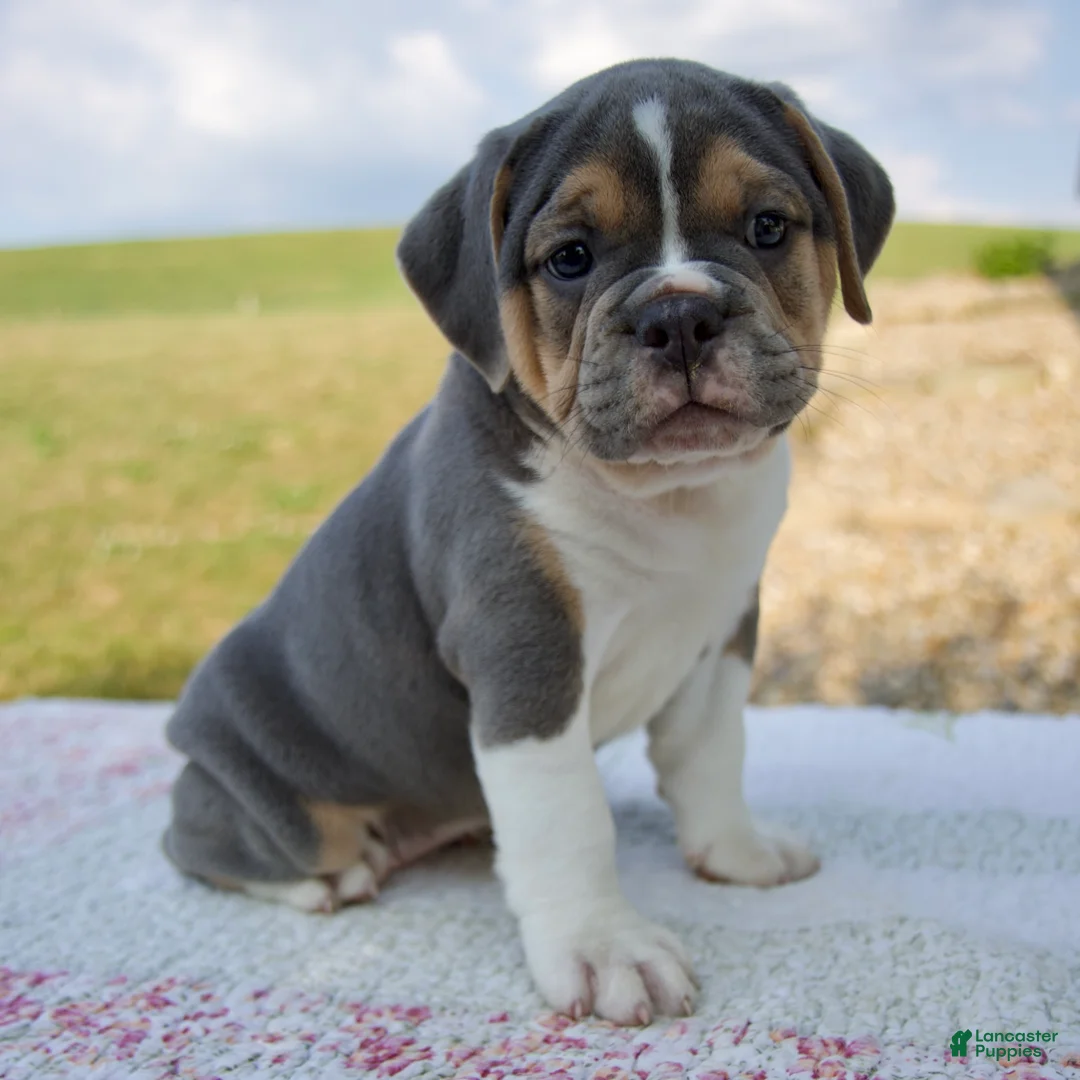 Beabull dogs for sale: Iris - Ad 1
